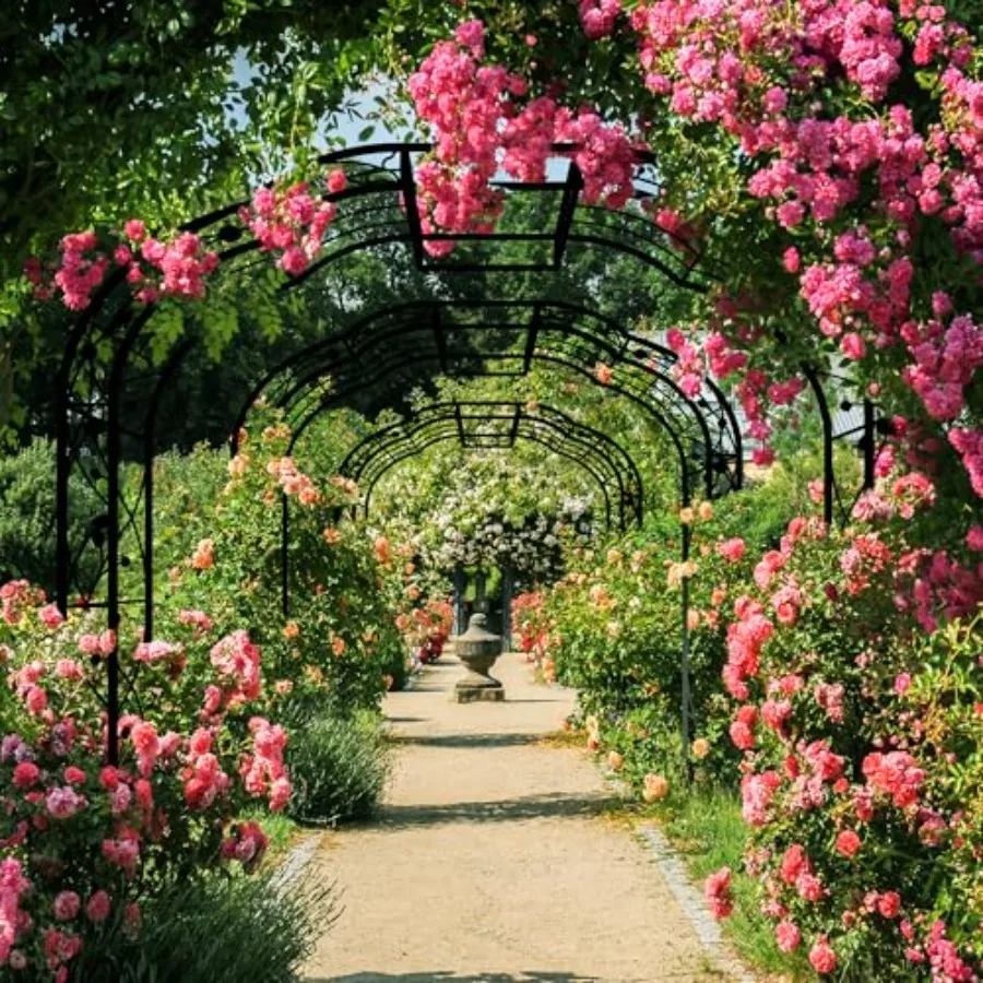 Metal Garden Arch for Outdoor  - Plants X review and price